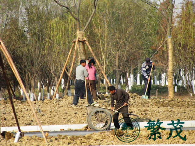 苏州吴江区某湿地公园绿化工程案例