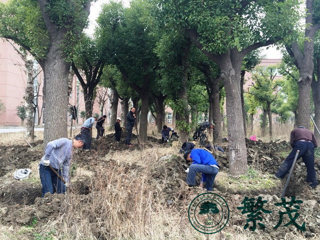 苏州工业园区某学校香樟树移栽工程案例