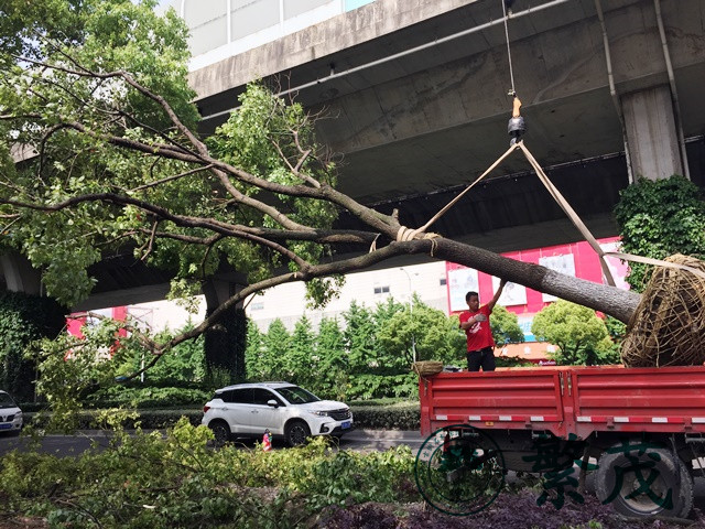 苏州东环路某路段行道树移栽工程案例