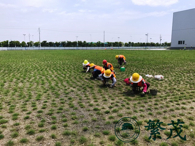 泰州某厂区绿化建设工程案例