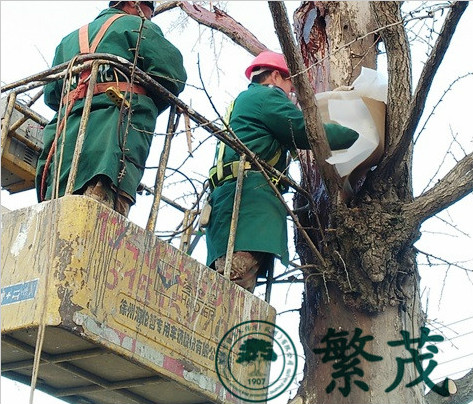 张家港杏市村某古银杏救治复壮项目