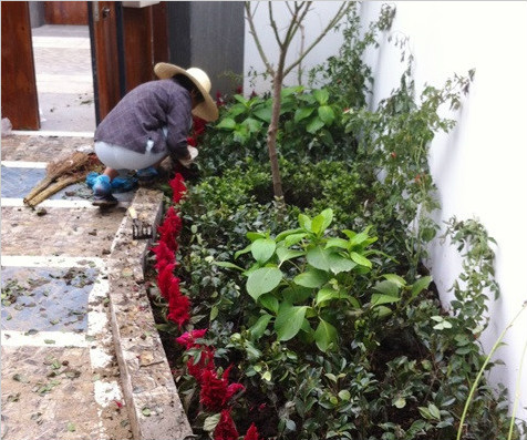 苏州中粮本岸某庭院绿化种植案例