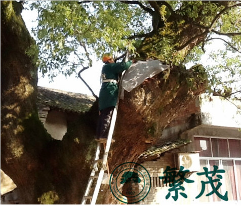 横店联盟村某樟树保护项目