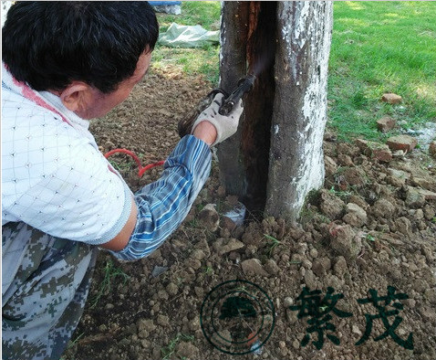 苏州某纪念馆古青枫救治复壮项目